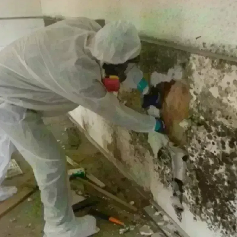 Mold Remediation and Removal in Melrose, MN